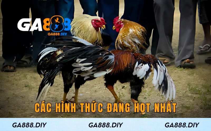Các hình thức đang hot nhất