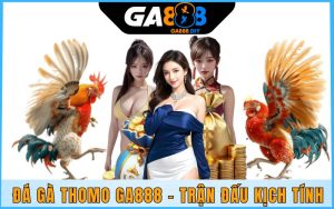 Đá Gà Thomo
