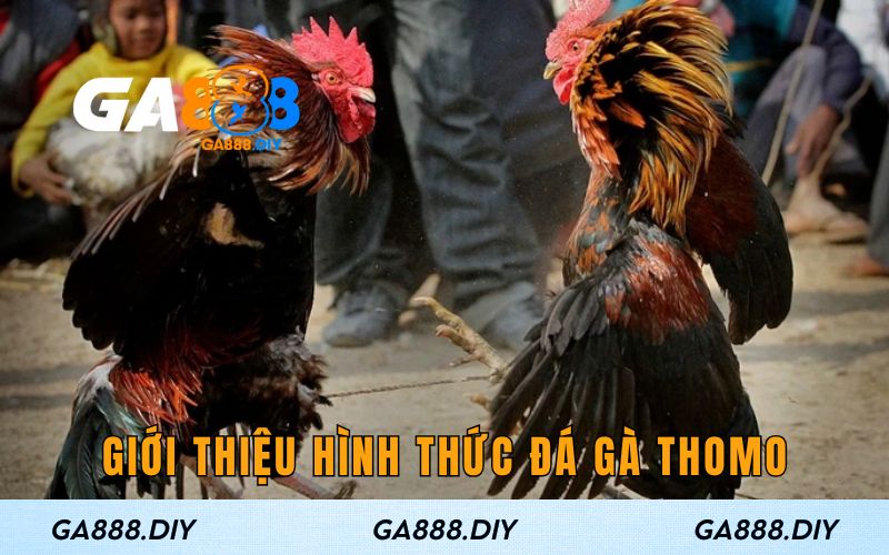 Giới thiệu sơ lược về hình thức đá gà Thomo GA888