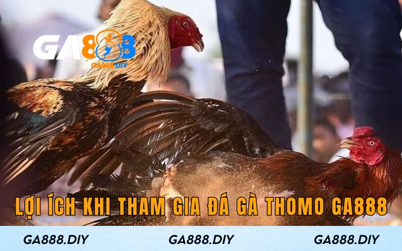 Lợi ích nổi bật khi tham gia đá gà tại GA888