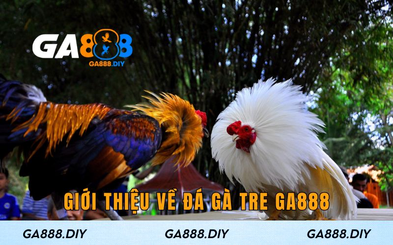 Giới thiệu về đá gà tre GA888