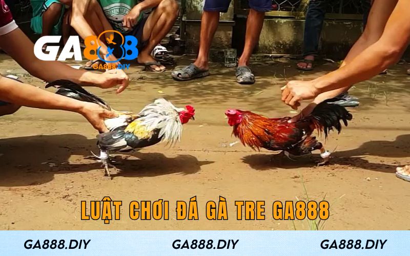 Luật chơi đá gà GA888 chi tiết cho người mới
