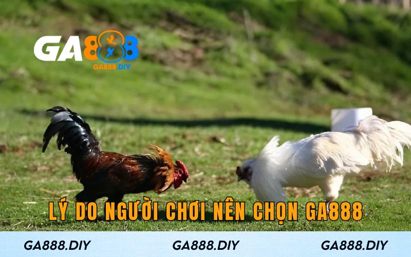 Lý do người chơi nên chọn GA888 để tham gia đá gà