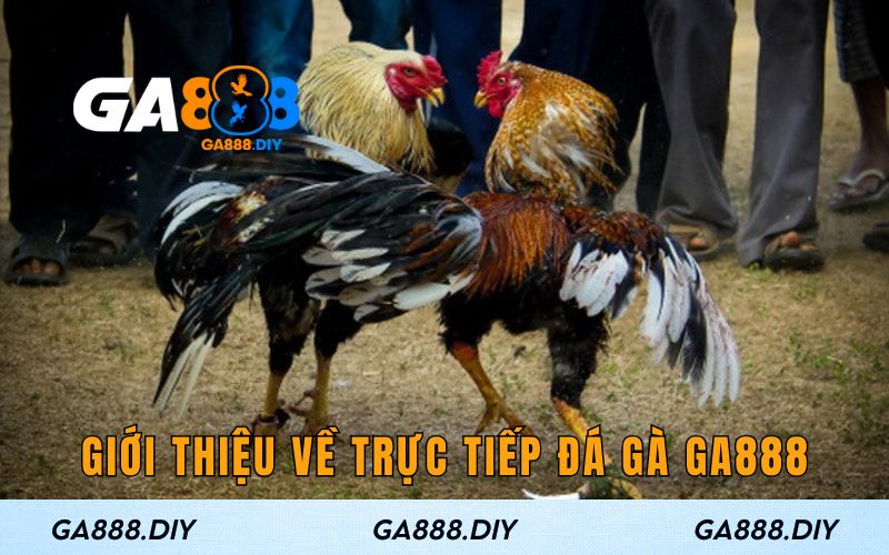 Giới thiệu về trực tiếp đá gà GA888